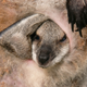 A wallaby joey tucked away in its mother's pouch.